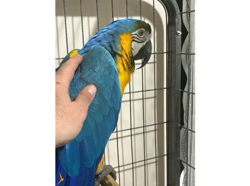 Macaw papağan 15 kelime konuşuyor