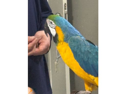 15 kelime konuşan macaw papağan 