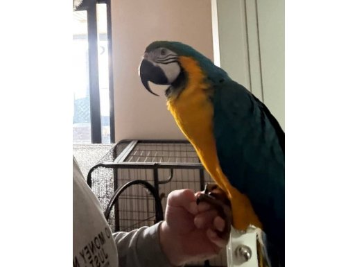 15 kelime konuşan macaw papağanı