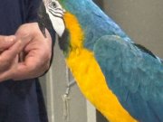 15 kelime konuşan macaw papağan 