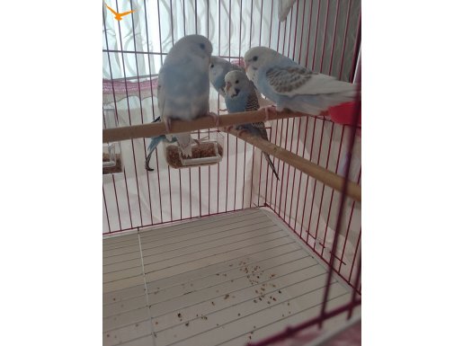  Konuşan babanın Evde üretilen, sağlıklı konuşmaya yatkın 