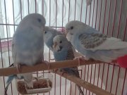  Konuşan babanın Evde üretilen, sağlıklı konuşmaya yatkın 