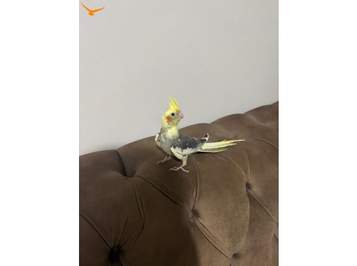 SULTAN ÇİFT EVCİL EŞLER KIRMIZI GÖZ