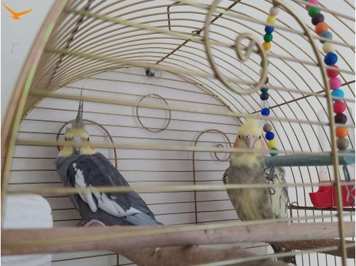 Herşey ile çift Sultan papağanı Erkek 10 aylık dişi 15 aylık