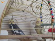 Herşey ile çift Sultan papağanı Erkek 10 aylık dişi 15 aylık