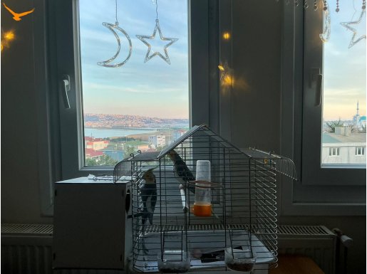Çift sultan papağanı kafesi ve yemleri 