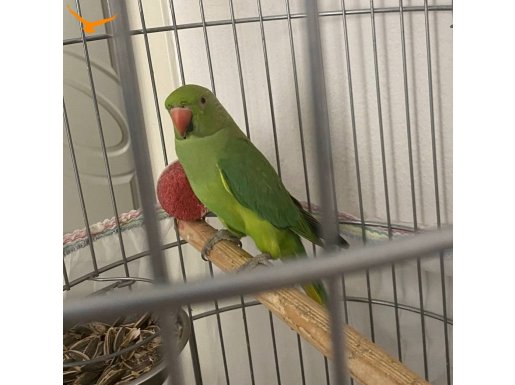 Işıltılı Yeşil Tüyleriyle Sosyal Pakistan Papağanı