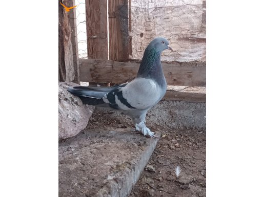 Kayseri Süper oyun kuşları 