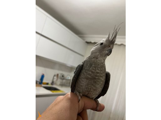 Dişi erkek çift sultan papağanı 