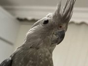 Dişi erkek çift sultan papağanı 