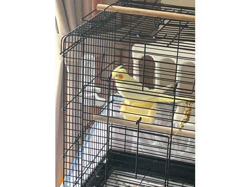 Melodi söyleyen erkek 9 aylık