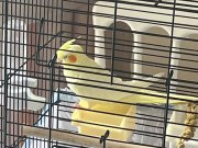 Melodi söyleyen erkek 9 aylık