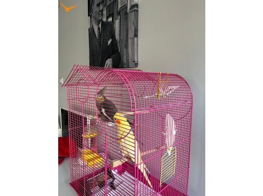 Kelime Haznesi Geniş Konuşan Sultan Papağanı Çifti