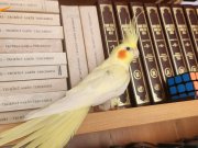 Bembeyaz kanatlı ay parçası gibi parlayan