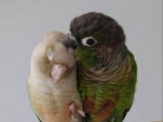 ÇİFT KONUR PAPAĞANI TEK KAYIK PAPAĞANINA TAKAS