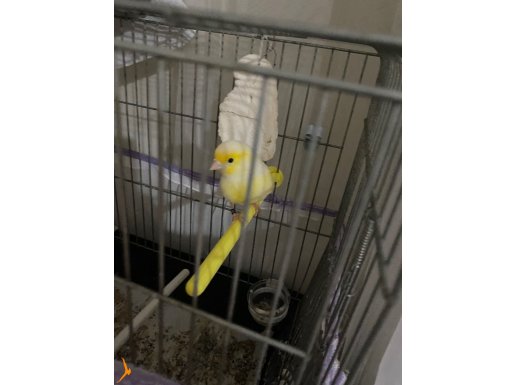 SARI MOZAİK KANARYA