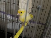 SARI MOZAİK KANARYA