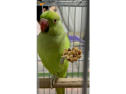 Dans Etmeyi Seven Sevecen Dişi Pakistan Papağanı