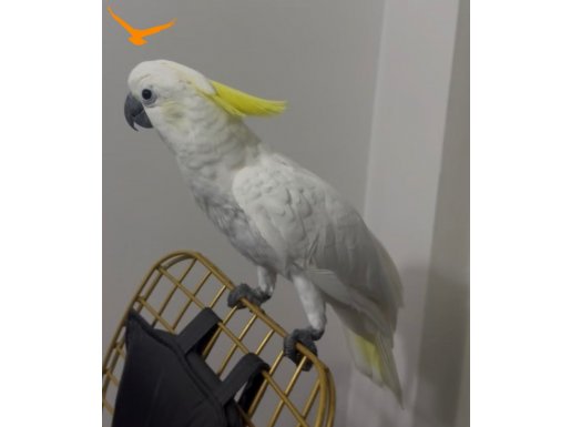 DANS EDEN KONUŞAN AŞIRI EVCİL KAKADU