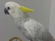 DANS EDEN KONUŞAN AŞIRI EVCİL KAKADU