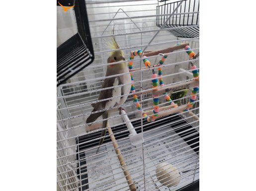 9 aylık sultan papağanı