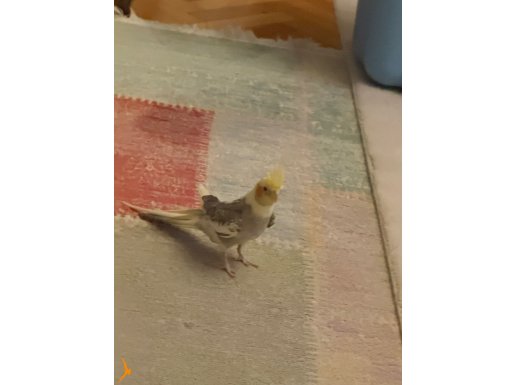 Küçükçekmece de Melodik öten papağan