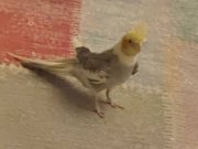 Küçükçekmece de Melodik öten papağan