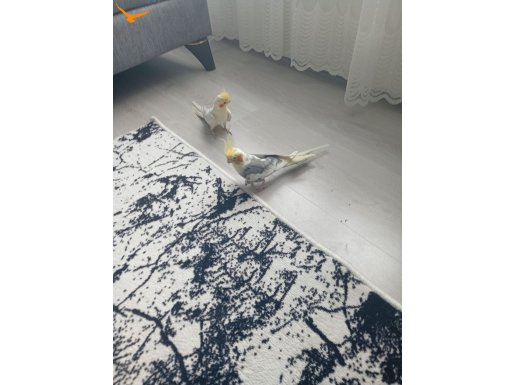 Çift sultan papağanı konuşuyor