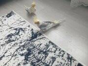 Çift sultan papağanı konuşuyor