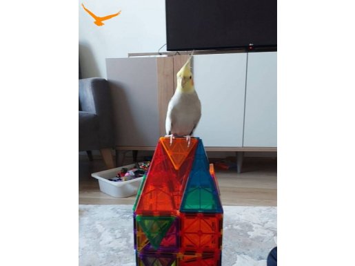 Erkek 1 yaşında çok sıcak kanlı çok akıllı 