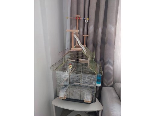 ERKEK 1 YAŞINDA KAFES VE TÜM MALZEMELERİ İLE 