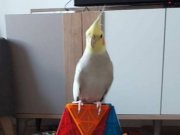 Erkek 1 yaşında çok sıcak kanlı çok akıllı 