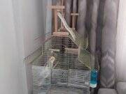 ERKEK 1 YAŞINDA KAFES VE TÜM MALZEMELERİ İLE 