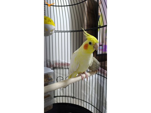 8 aylık ele alışkın kırmızı göz lutino sultan papağanı 