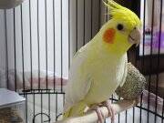 8 aylık ele alışkın kırmızı göz lutino sultan papağanı 
