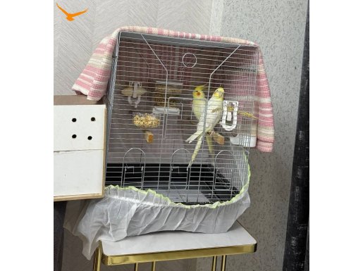 Satılık hazır takım sultan papağanı yavru alınmış lutino