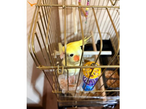 Bahçelievler'de Sıcakkanlı ve Uysal Karakterli Satılık Sultan Papağanı