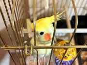 Bahçelievler'de Sıcakkanlı ve Uysal Karakterli Satılık Sultan Papağanı