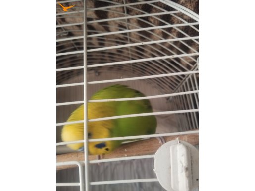 İl Değişikliği Nedeniyle Cana Yakın Fıstık Yeşili Muhabbet Kuşu