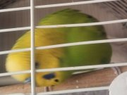 İl Değişikliği Nedeniyle Cana Yakın Fıstık Yeşili Muhabbet Kuşu