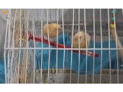 Sarı Kanaryalar: İkinciye Özel Kafes ve Ekipman Hediyeli