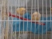 Sarı Kanaryalar: İkinciye Özel Kafes ve Ekipman Hediyeli