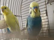 Yuva hazırlığında takım ve tek dişi muhabbet kuşu 