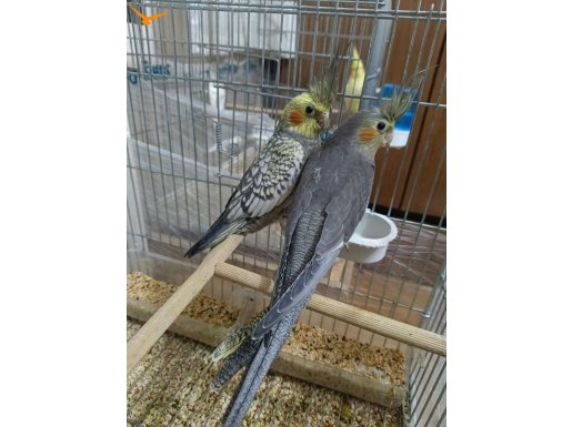 2.5 aylık el besleme yavrular 