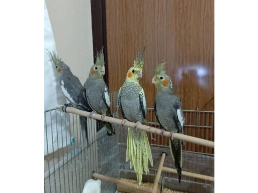 El besleme 2 aylık yeme düşmüş Sultan papağanı 