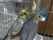 2.5 aylık el besleme yavrular 