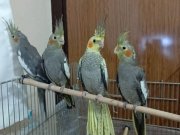 El besleme 2 aylık yeme düşmüş Sultan papağanı 