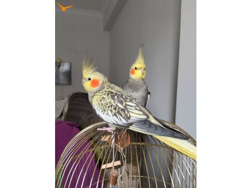 Dişi ve Erkek Üremeye Hazır Çift