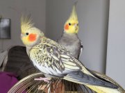 Dişi ve Erkek Üremeye Hazır Çift