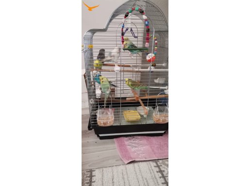 8 Adet Güzeller Güzeli Muhabbet Kuşu